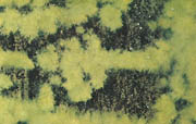 Mahovina