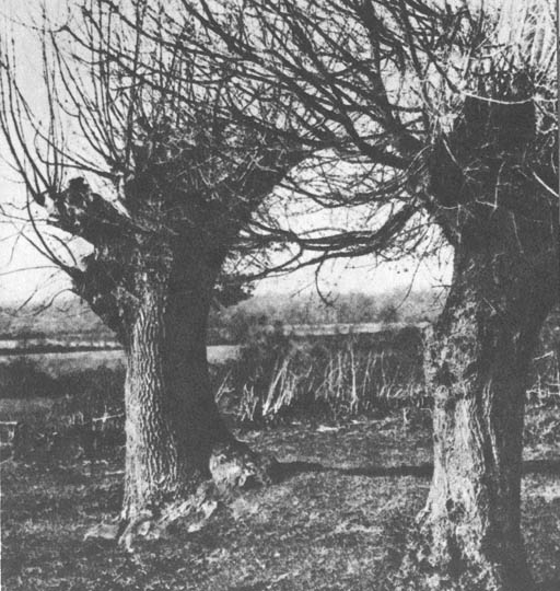 Vrbe