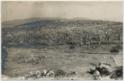 Prepreke na Ostrovskim položajima, 1916.g.