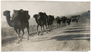Fotograf: V. Vuković, iz perioda (1916-1918)